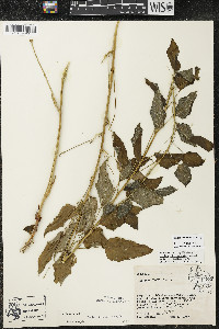 Smilax illinoensis image