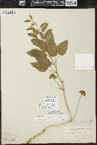 Smilax illinoensis image