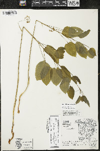 Smilax illinoensis image