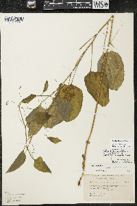 Smilax illinoensis image