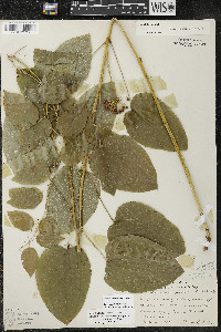 Smilax illinoensis image