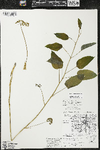 Smilax illinoensis image