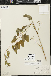 Smilax illinoensis image