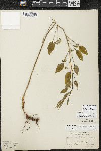 Smilax illinoensis image