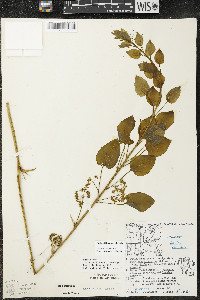 Smilax illinoensis image