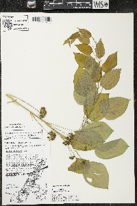 Smilax illinoensis image