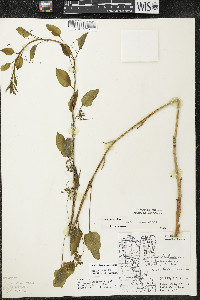 Smilax lasioneura image