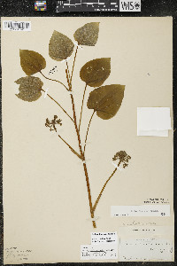 Smilax illinoensis image