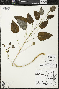 Smilax illinoensis image