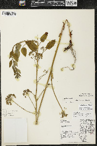 Smilax illinoensis image