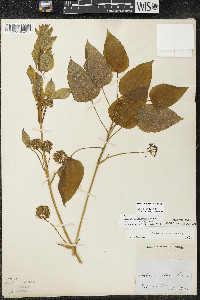 Smilax illinoensis image