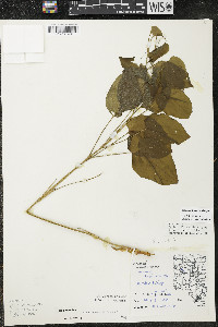 Smilax illinoensis image