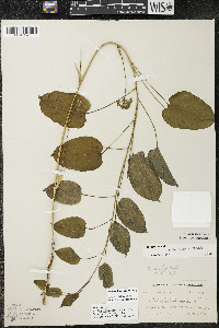 Smilax illinoensis image