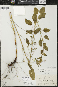 Smilax illinoensis image