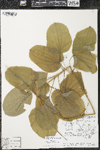 Smilax ecirrhata image