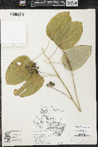 Smilax ecirrhata image