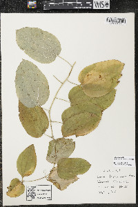 Smilax ecirrhata image