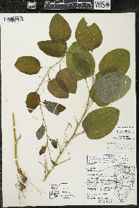 Smilax lasioneura image