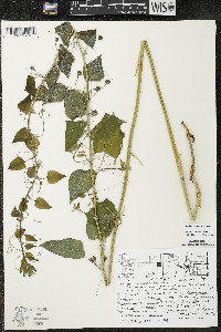 Smilax lasioneura image