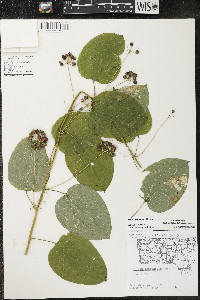 Smilax lasioneura image