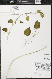 Smilax lasioneura image