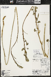 Smilax lasioneura image