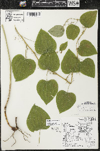 Smilax lasioneura image