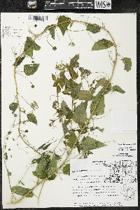 Smilax lasioneura image