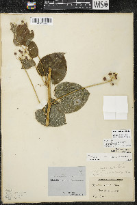 Smilax lasioneura image