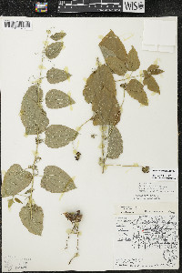 Smilax lasioneura image