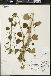 Smilax lasioneura image