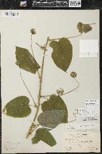 Smilax lasioneura image