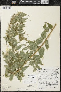 Smilax lasioneura image