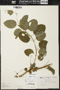 Smilax lasioneura image