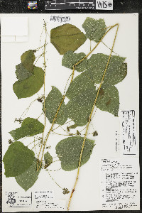 Smilax lasioneura image