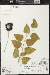 Smilax lasioneura image