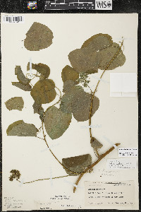 Smilax lasioneura image