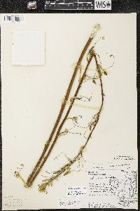 Smilax lasioneura image