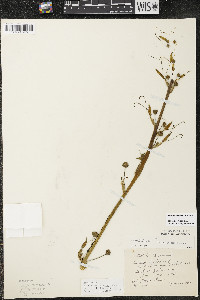 Smilax lasioneura image