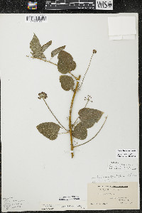 Smilax lasioneura image