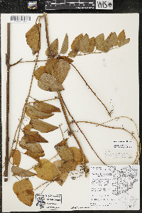 Smilax lasioneura image