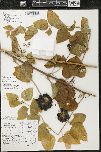 Smilax lasioneura image