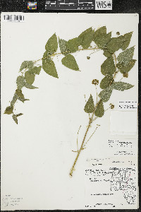 Smilax lasioneura image