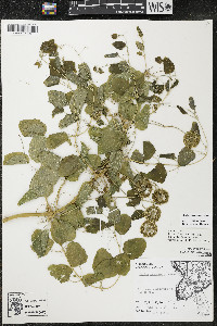 Smilax lasioneura image