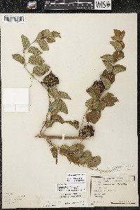 Smilax lasioneura image