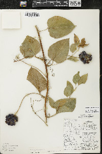 Smilax lasioneura image