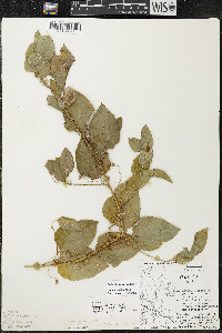 Smilax lasioneura image