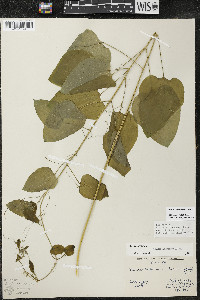 Smilax lasioneura image