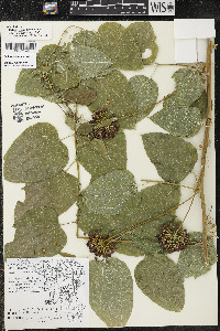 Smilax lasioneura image