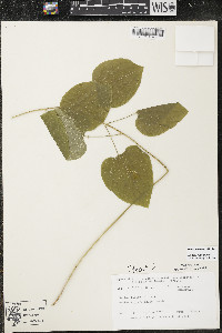 Smilax lasioneura image